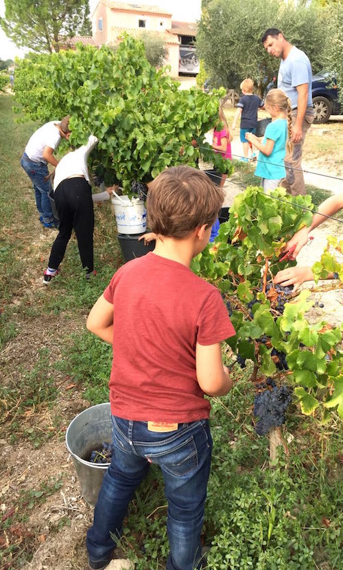 Vendanges des enfants à Séguret