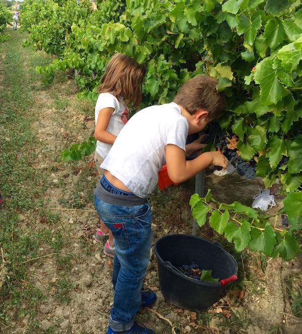 Vendanges des enfants à Séguret