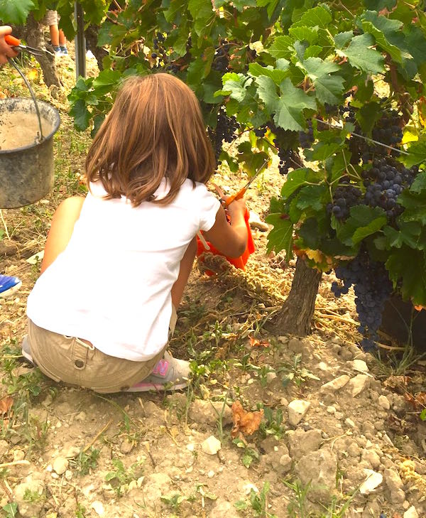 Vendanges des enfants à Séguret
