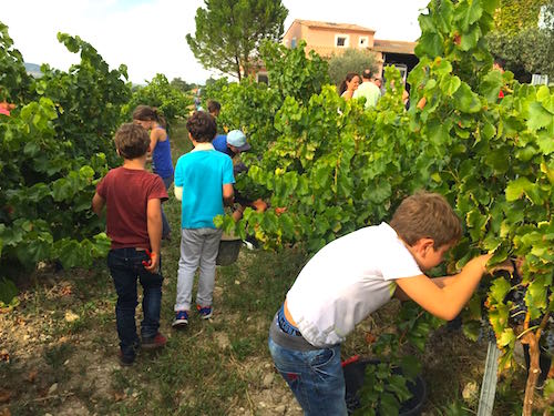 Vendanges des enfants à Séguret