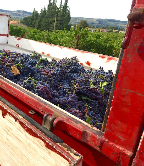 Vendanges des enfants à Séguret