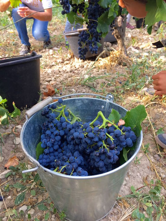 Vendanges des enfants à Séguret
