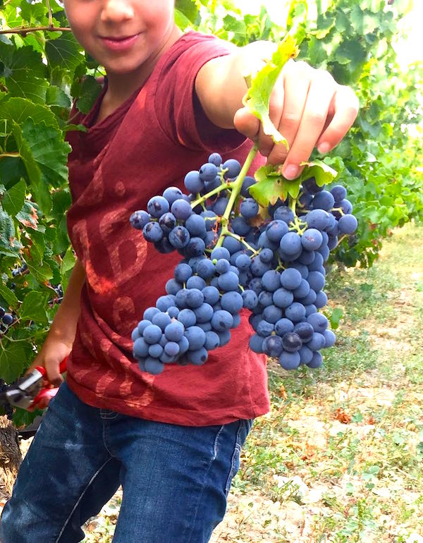 Vendanges des enfants à Séguret