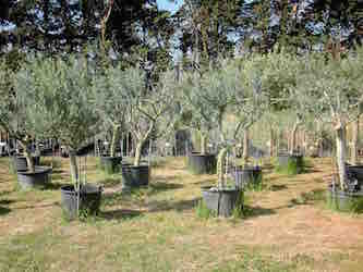 pépinières Maccabé à Séguret