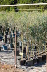 pépinières Maccabé à Séguret