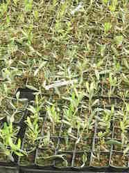 pépinières Maccabé à Séguret