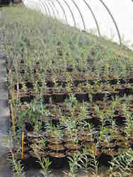 pépinières Maccabé à Séguret