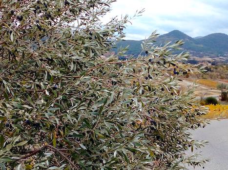 Lou Moulin de Segur à Séguret