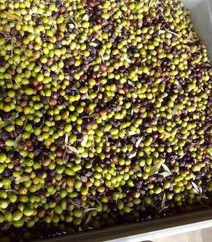 Lou Moulin de Segur à Séguret