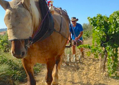 La fête de la Huevin, emblématique des traditions de Séguret