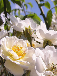 Chambres d'hôtes Le vieux figuier vue rosiers