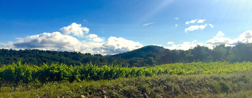 vignoble de Séguret