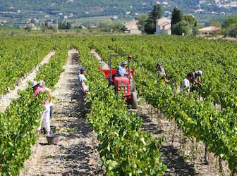 Domaine de l'Amauve, vendanges