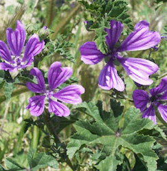 Domaine de l'Amauve, la mauve