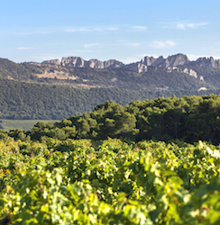terroir du Domaine Chamfort