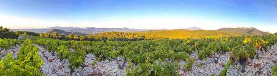 vignobles du Domaine Chamfort