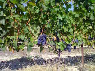 Domaine Eyguestre à Séguret