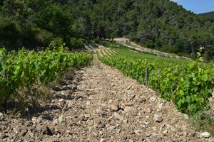 Domaine de la Fontaine des fées : Frédéric Meffre