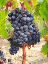 Domaine Jean David à  Séguret