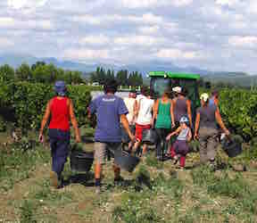 Domaine Jean David à  Séguret