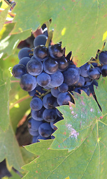 Château Jonquier à Séguret