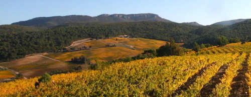 vignoble de Séguret