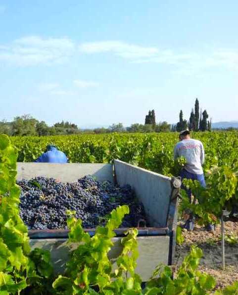 Domaine Plantevin, Séguret