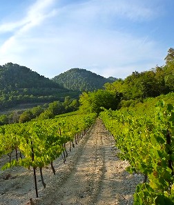 Domaine Plantevin, Séguret