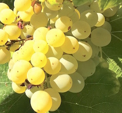 raisns blancs de Séguret