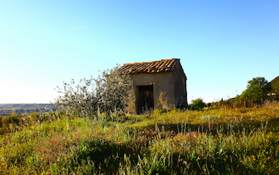 Un cabanon dans le vignoble de Séguret