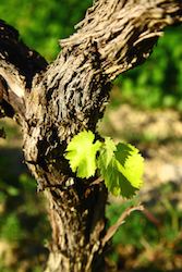 Vignoble de Séguret