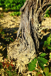 Vignoble de Séguret