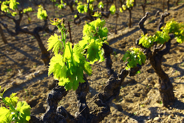 Vignoble de Séguret