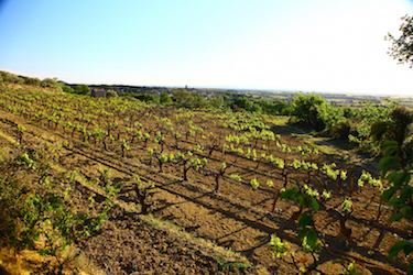 Vignoble de Séguret