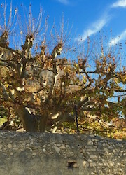 les platanes de la Place des Arceaux à Séguret