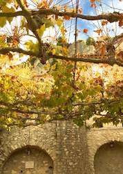 les platanes de la Place des Arceaux à Séguret