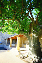 les platanes de la Place des Arceaux à Séguret
