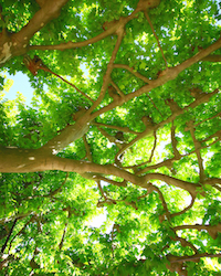 les platanes de la Place des Arceaux à Séguret